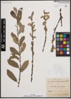 Foto von Salix cinerea L. x Salix nigricans Sm.